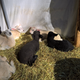 lambs are solar-powered, in case you weren’t aware...